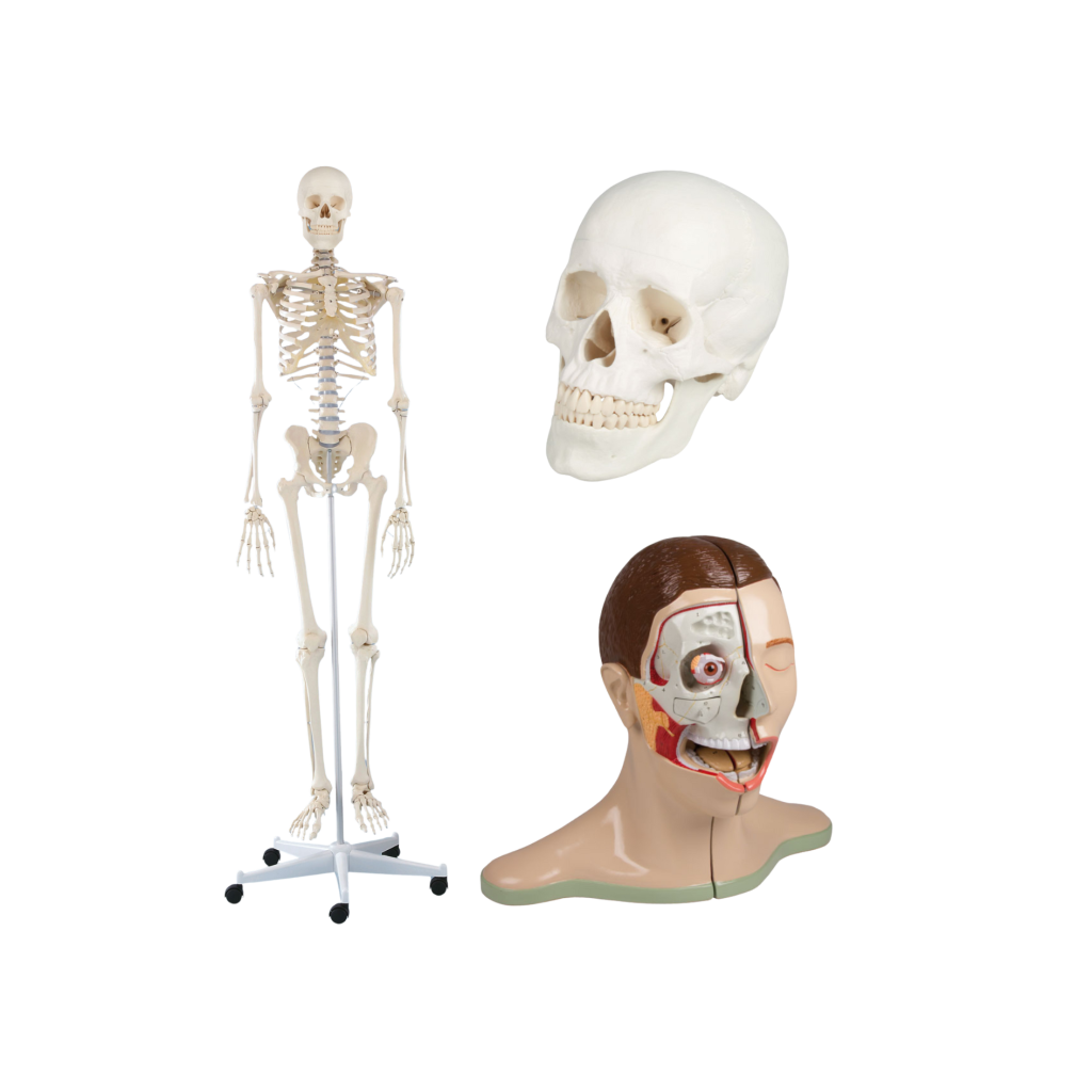 Anatomski modeli za humanu medicinu