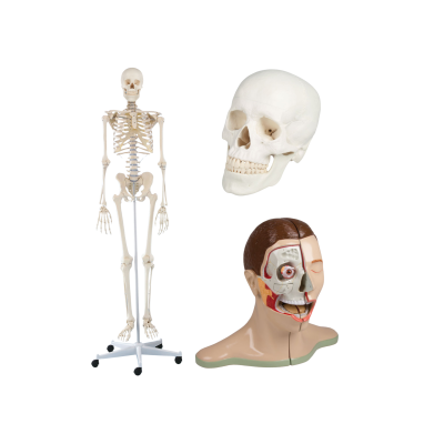 Anatomski modeli za humanu medicinu