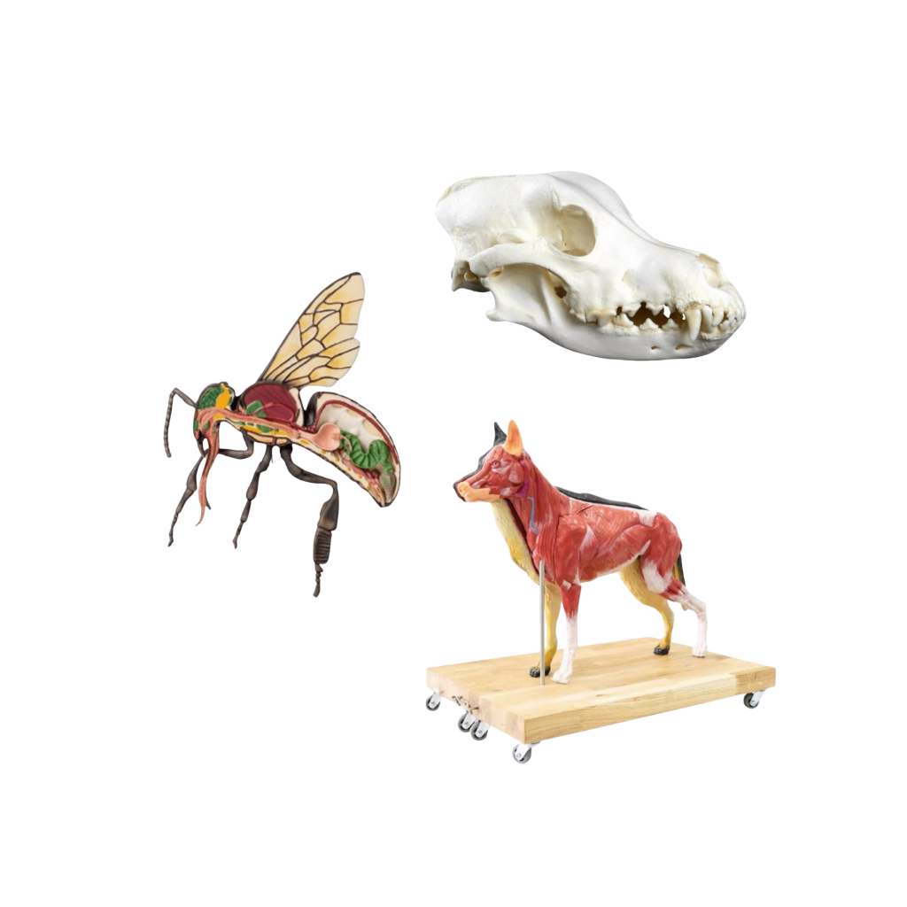Anatomski modeli za veterinu