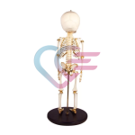 kostur-skelet-djeteta-starosti-14-do-16-mjeseci