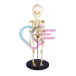 Kostur djeteta starosti 14-16 mjeseci