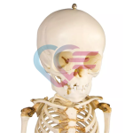 kostur-skelet-djeteta-starosti-14-do-16-mjeseci