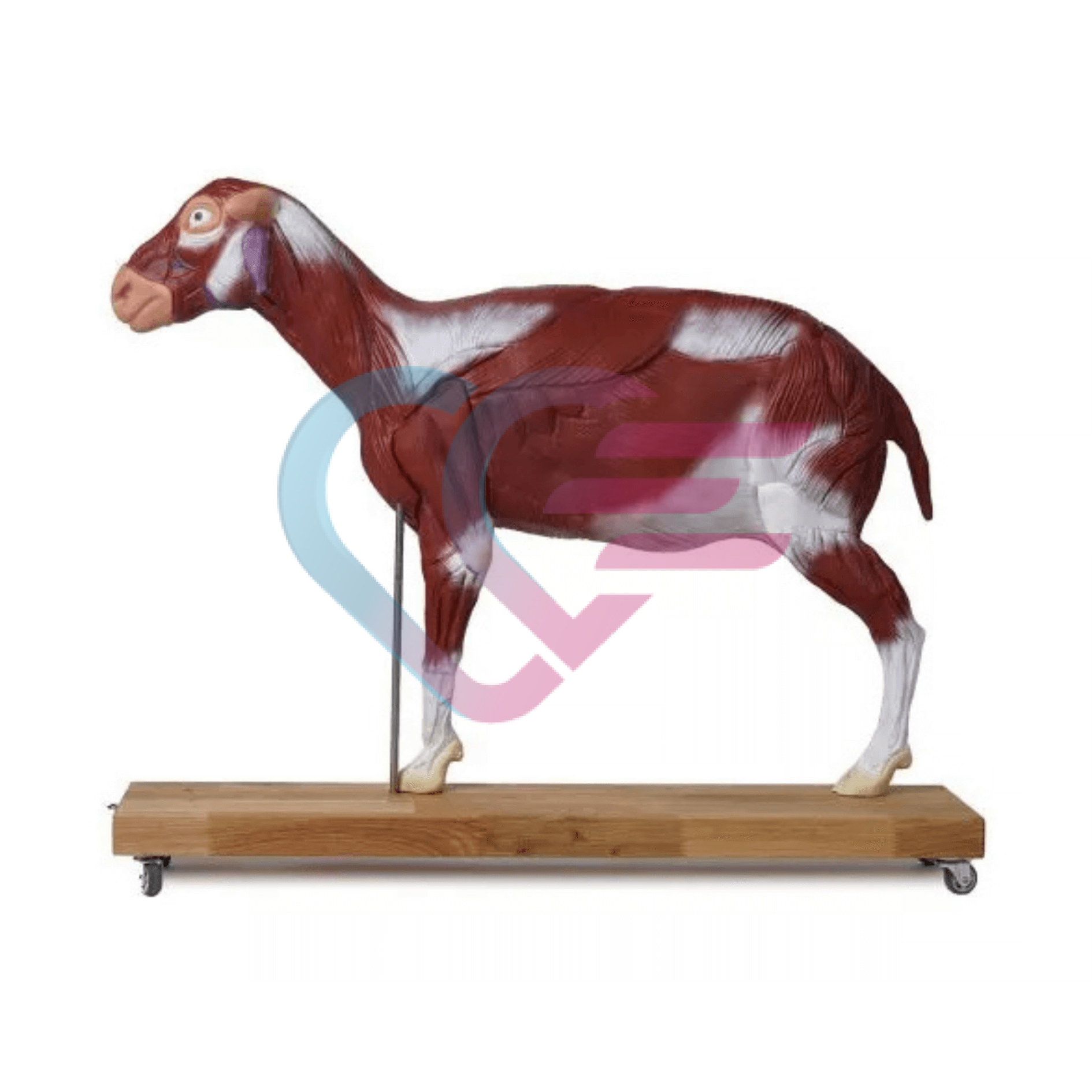 Anatomski model ovce