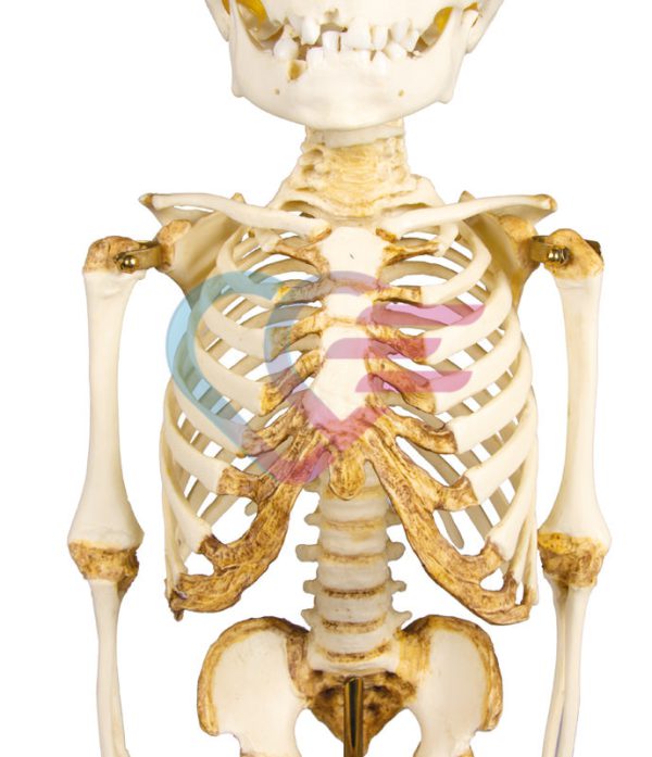 Kostur djeteta starosti 14 do 16 mjeseci