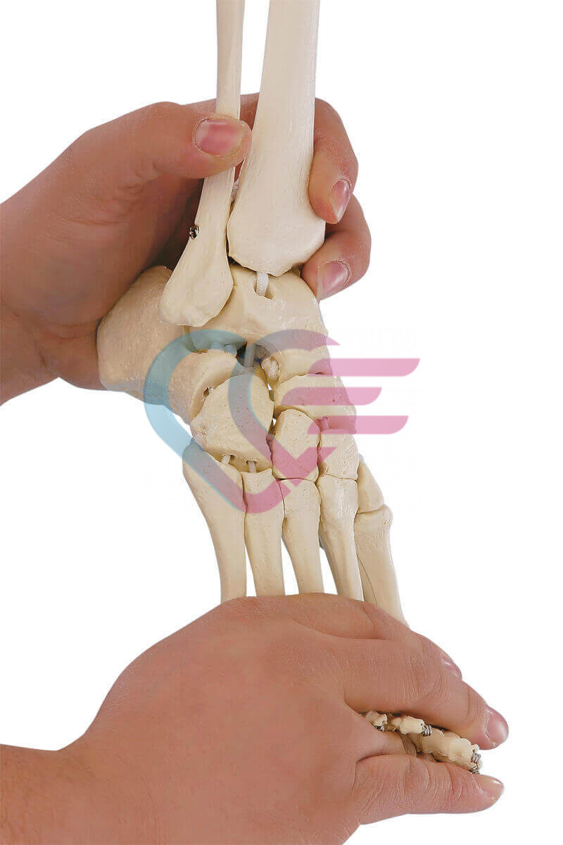 Kostur desnog stopala sa skočnim zglobom