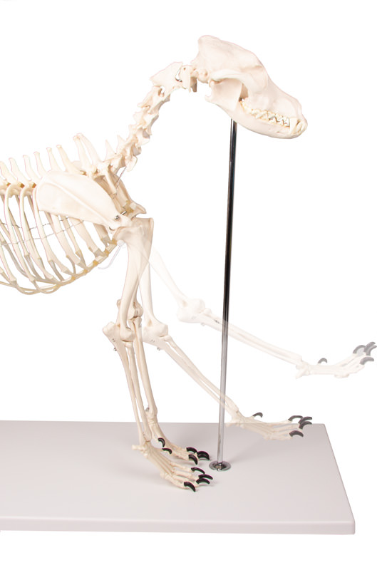 Kostur (skelet) psa u prirodnoj veličini, slika 3