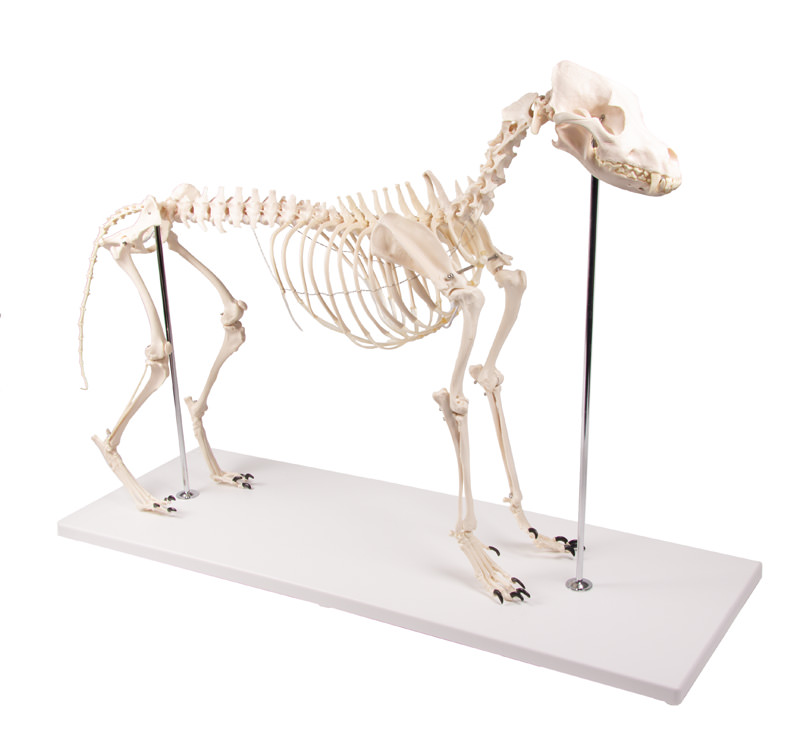 Kostur (skelet) psa u prirodnoj veličini, slika 1