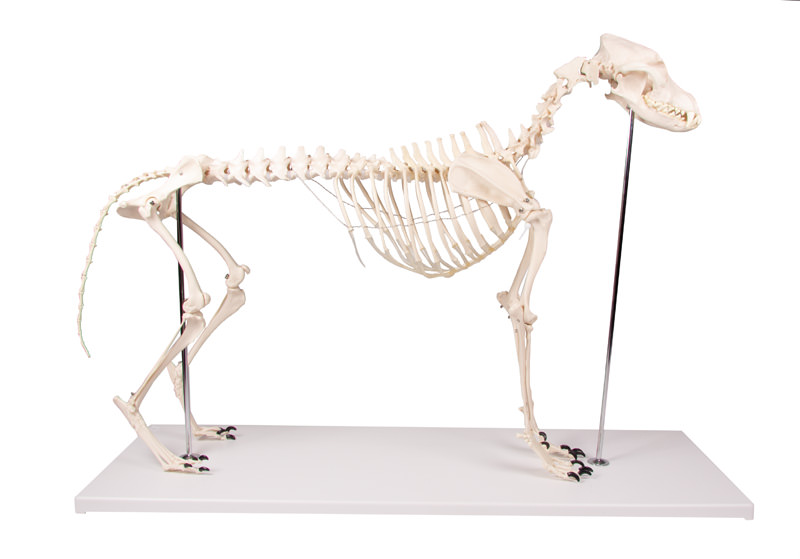 Kostur (skelet) psa u prirodnoj veličini, slika 2