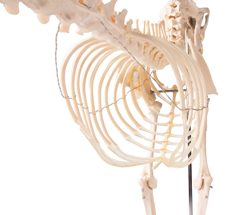 Kostur (skelet) psa u prirodnoj veličini, slika 5
