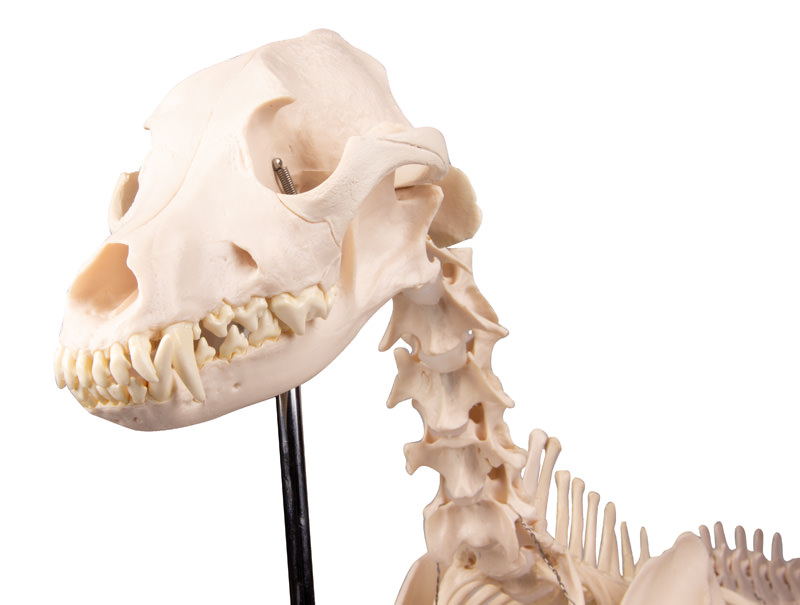 Kostur (skelet) psa u prirodnoj veličini, slika 6