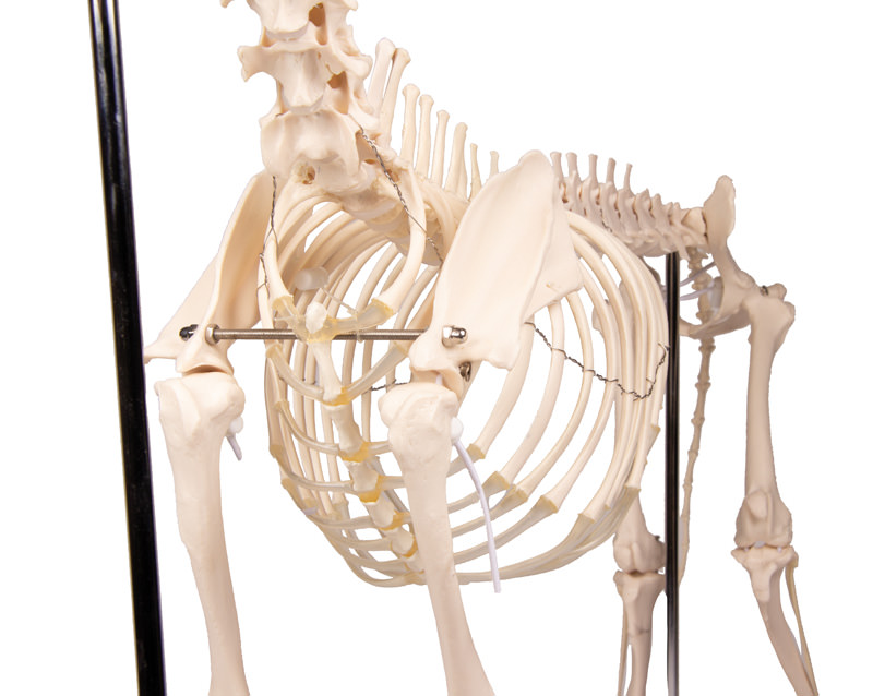 Kostur (skelet) psa u prirodnoj veličini, slika 7