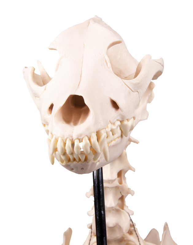 Kostur (skelet) psa u prirodnoj veličini, slika 9