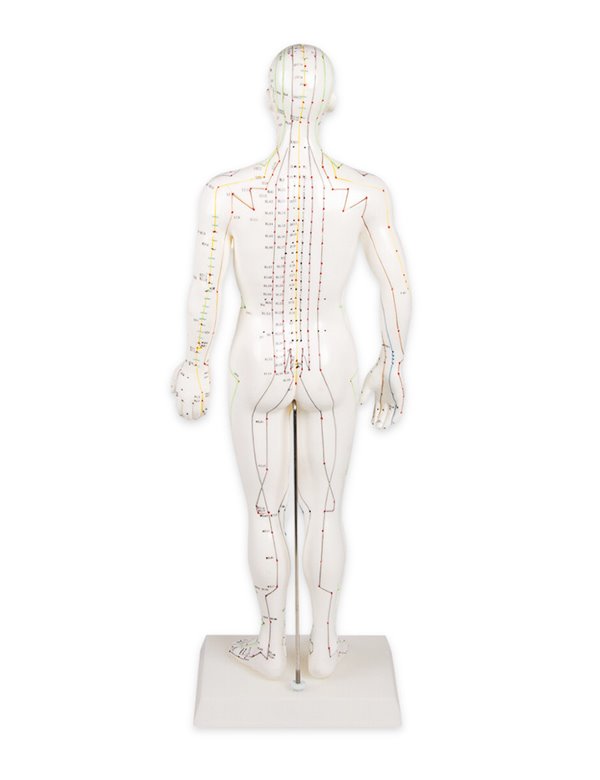 Model za kinesku akupunkturu, muški, 50 cm