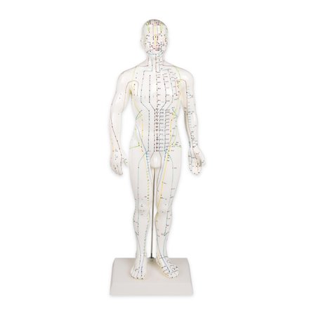 Model za kinesku akupunkturu, muški, 50 cm